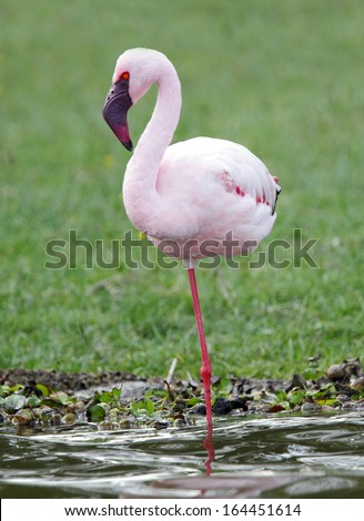 Closeup of a beautiful Flamingo standing on one leg