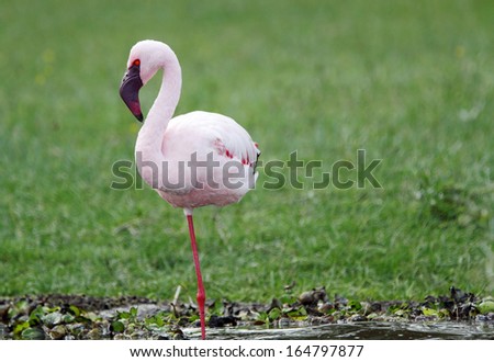 Beautiful flamingo standing on one leg