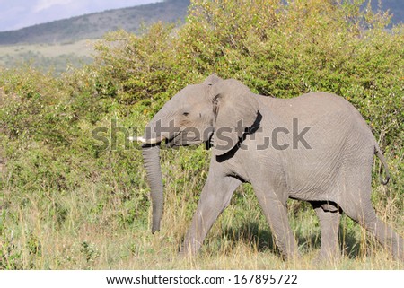 A huge African elephant moving in Savanna grassland, Masai mara, kenya