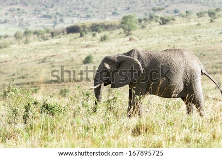 A huge African elephant in the Grassland of savanna