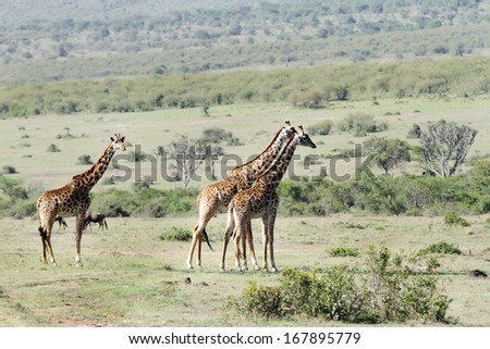 Beautiful Giraffes in savanna