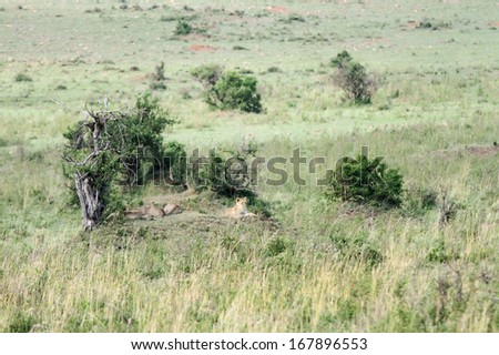 A broad view of lion habitat. Lion resting in group