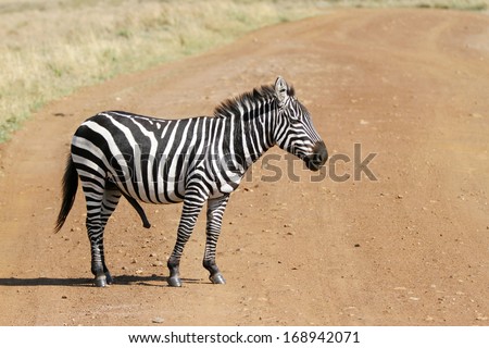 A beautiful Zebra standing in the middle of the road