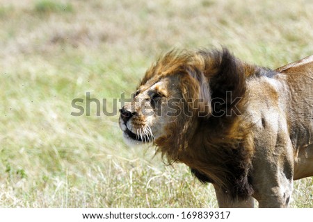 A lion rotating his head to remove the flies