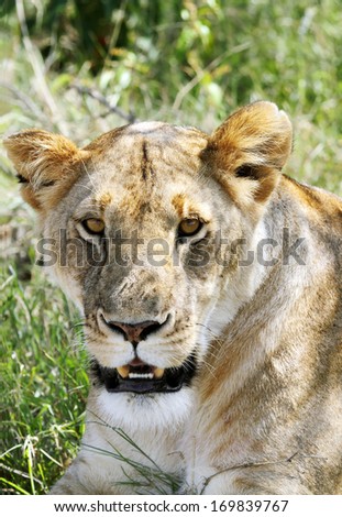 Closeup of a face of lion