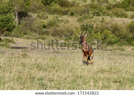 A Topi antelope running on the grassland