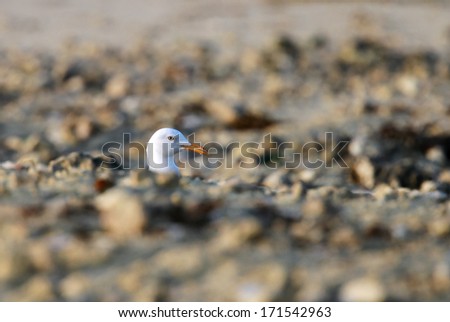 Beautiful white headed seagull raising its head from sand heap