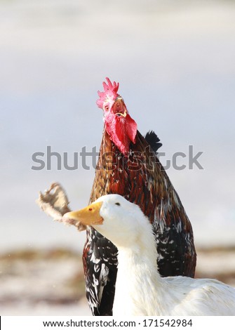 A Roosters alarm sound and a beautiful duck