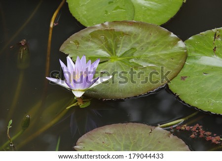 A blue water Lily, Indian Lotus