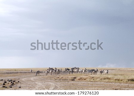 Zebras near a water hole in Ol Pejeta Conservancy, Kenya
