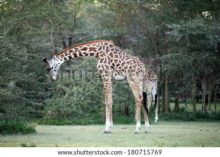Beautiful Giraffes eating acacia bush