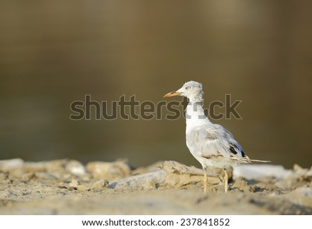 The slender-billed seagull in the golden light