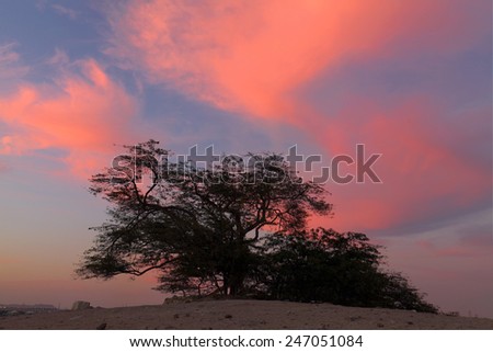 Tree of life in dramatic cloud