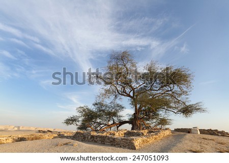 Ruins and remains near tree of life Bahrain