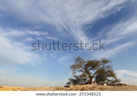 Tree of life, old mesquite tree, bahrain