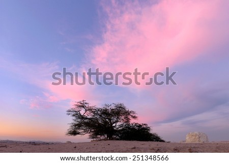 Pink clouds and tree of life Bahrain, HDR