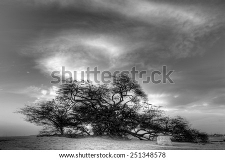 Tree of life, Bahrain, Black and white HDR