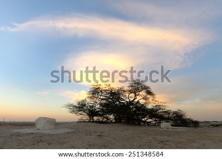 Tree of life, Bahrain, HDR