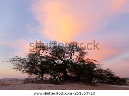 Beautiful ancient tree of life and clouds, HDR