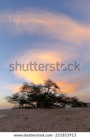 Tree of life, old mesquite tree, bahrain, HDR