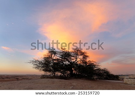 Dramatic cloud and the tree of life, Bahrain, HDR