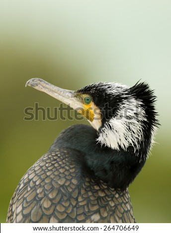 Great cormorant raising its head