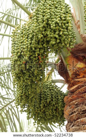 date palm tree in desert. around the date palm tree