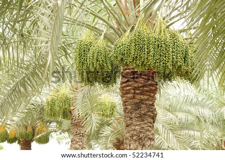 date palm trees with green dates at shallow depth of focus