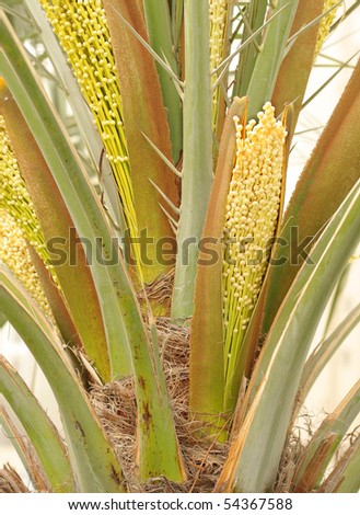 date palm tree in desert. in a date palm tree at