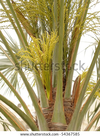 Beautiful green female flowers and buds in a date palm tree