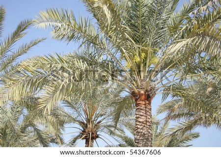Dates flowers and buds in a date palm trees