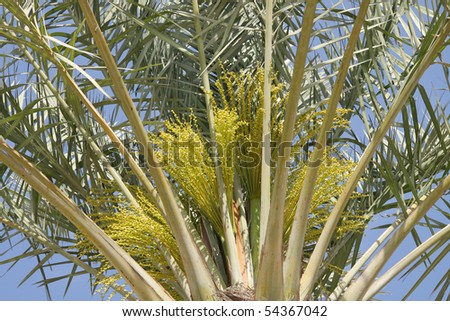 Closure of a date palm tree with green female dates flowers and buds