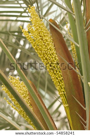 Female dates flowers coming out of the spathe in a date palm