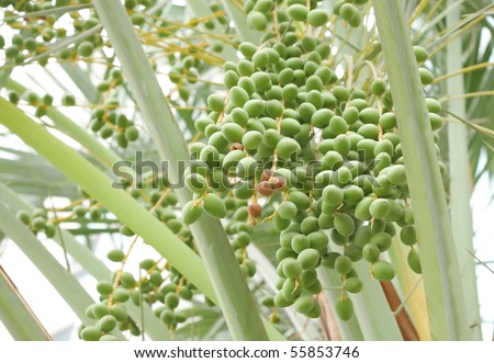 A bunch of green dates between the branches of palm date tree