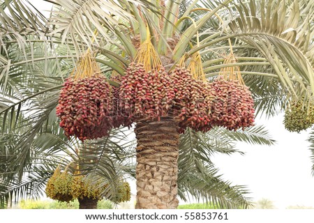 Colorful dates bunches all along the date palm tree