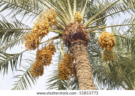 date palm tree in desert. in a date palm tree