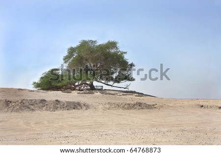 Tree of life in Bahrain, a 400 year-old mesquite tree