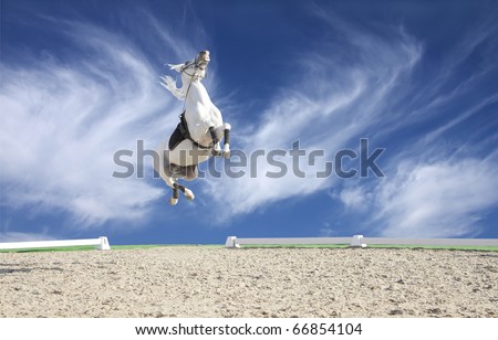 horses jumping high jumps. white horse jumping high