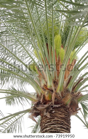 Beautiful female flowers coming out from spathe in a date palm