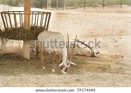 Arabian Oryx grazing