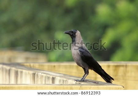 Indian Crow