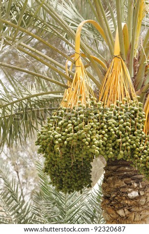 Closeup of hanging kimri clusters on date tree
