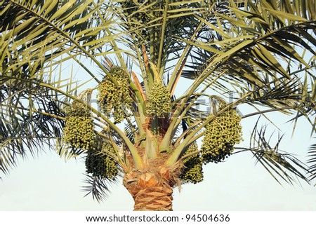 Date palm and green dates