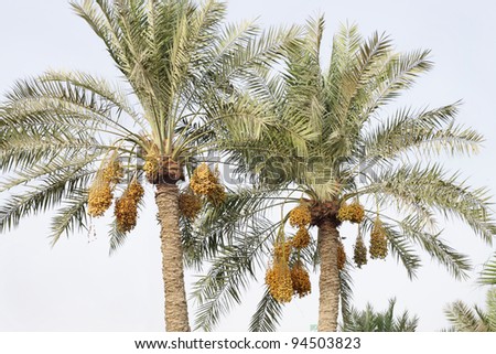 Date palm tree with clusters of kimri dates