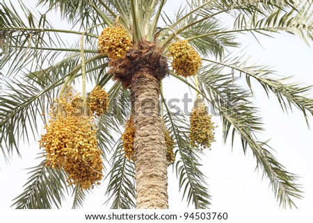Beautiful date palm with clusters of dates