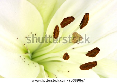 A marco of Madonna Lily with focus on stamen with pollen
