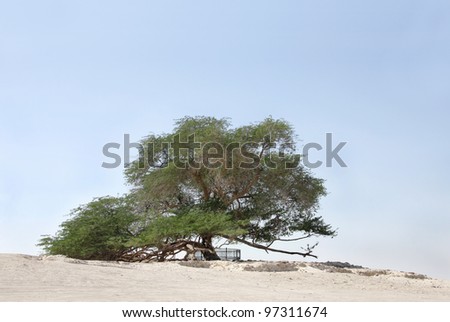 Tree of life, a 400 year-old mesquite tree in Bahrain