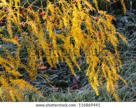 Yellow branches with red berries against the frozen grass