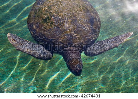 Sea turtle floating in clear water