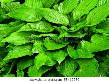 Decorative leaves as a part of garden design